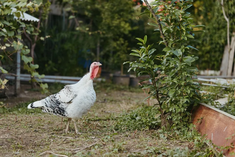 turkey, domestic turkey, bird, farmyard, backyard, mature turkey, white turkey, walking — Adult white domestic turkey walking in a rustic backyard garden near shrubs and raised beds, red wattle