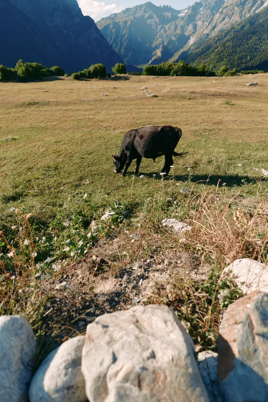 Sheep grazing meadow mountains valley rocks in a sunlit pasture, black sheep feeding on wild grass near alpine slopes under clear sky for peaceful rural landscape and nature scene.