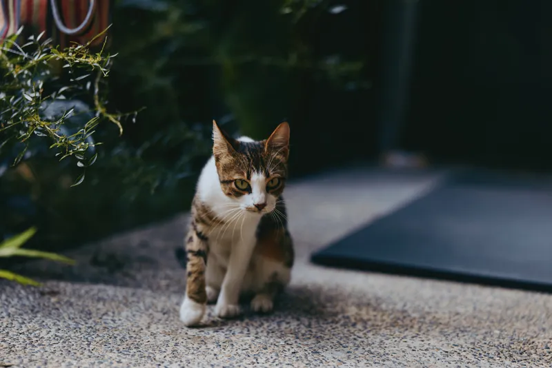 Cat, tabby cat, adult cat, sitting, outdoor, patio, curious, doorway: adult short-haired tabby cat sitting on pebble patio near doorway, alert green eyes, calm urban garden vibe for pet lifestyle.