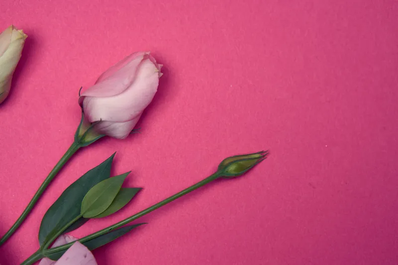Букет весенних цветов с зелёными листьями на розовом фоне, крупный план, обрезанный вид