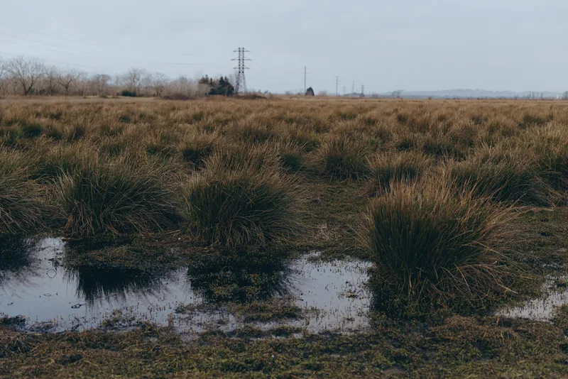Outdoor landscape in rural field, wet grass and puddle reflections, reeds by water, cloudy overcast sky, calm nature, moody light, spring day, quiet