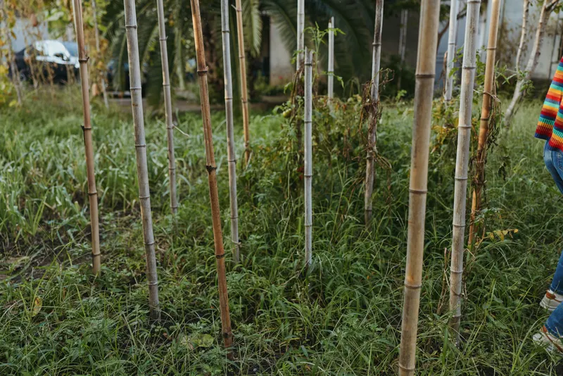 Bamboo stakes, saplings, grass, woman in striped sweater and casual outfit walking through urban garden lot, young adult gardener inspecting new tree supports and wild green growth.