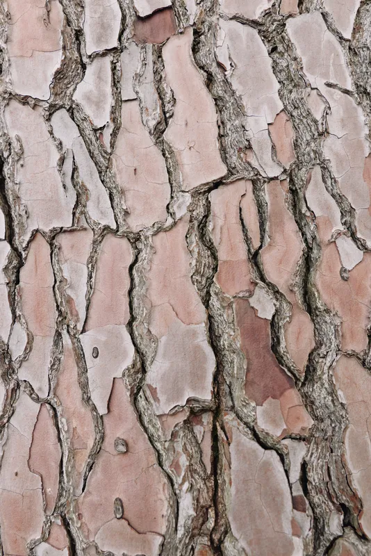 Closeup of cracked bark texture with natural patterns and rugged earthy tones, showing peeling surface and weathered fissures, highlighting organic wood grain and rustic background for nature