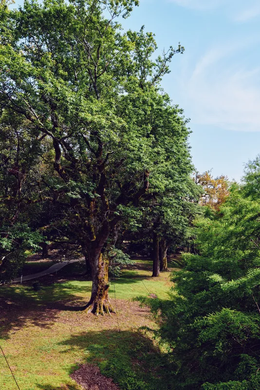 Trees in a sunlit park forest with lush greenery, grassy path and mature oak trunks casting shadows, nature scene for outdoor recreation and calm summer landscape atmosphere