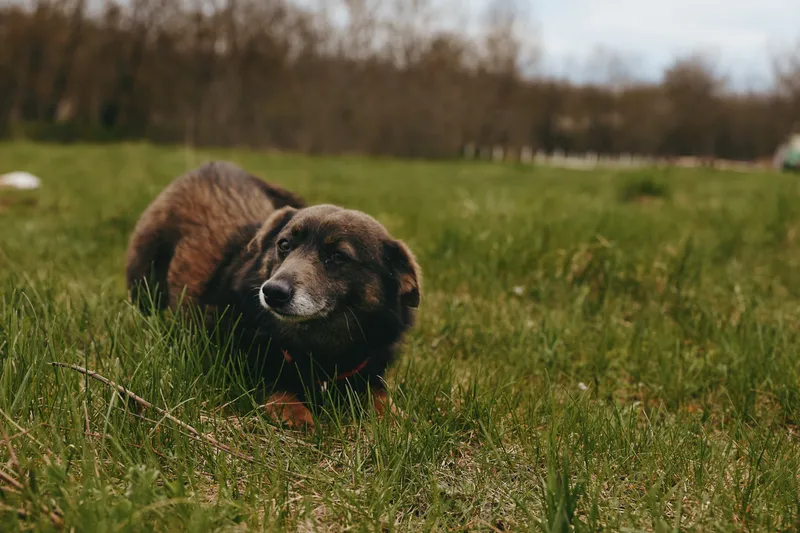 Calm senior dog resting in a wide field under soft sunlight, showcasing countryside outdoor life and a peaceful mood, a candid pet moment amid grass and nature