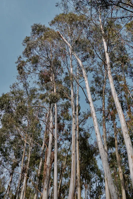 Trees eucalyptus forest canopy trunks sky nature tall in a vertical view of eucalyptus trunks reaching into blue sky, serene woodland scene with sunlight filtering through green leaves.