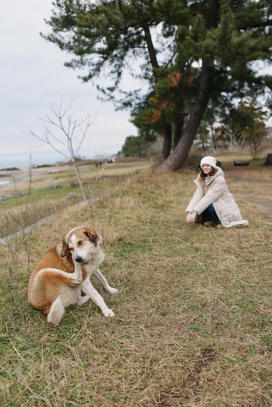 Dog, woman, outdoor, park, coast, nature, scenery, autumn, calm, companionship in a peaceful moment as a dog rests on grass near a seated woman in a coat with trees and distant water