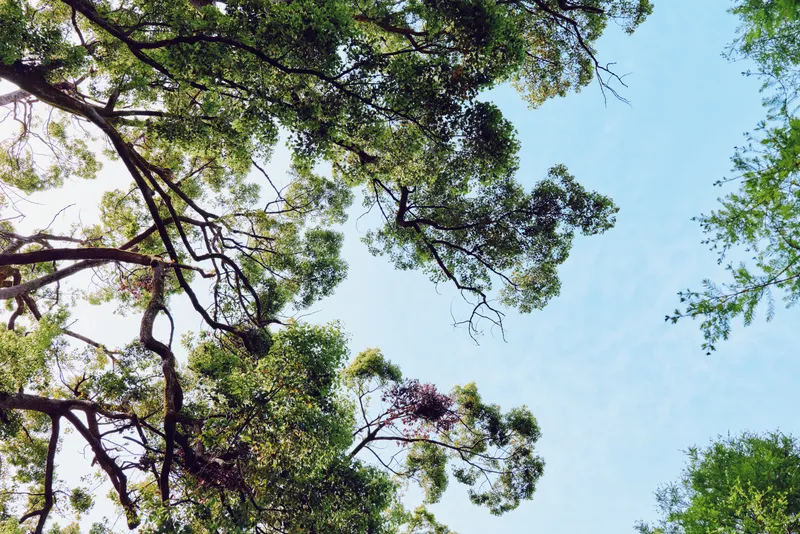 Trees canopy with green leaves and sunlight filtering through branches against clear blue sky, upward view of forest foliage creating serene nature background for outdoor landscape.