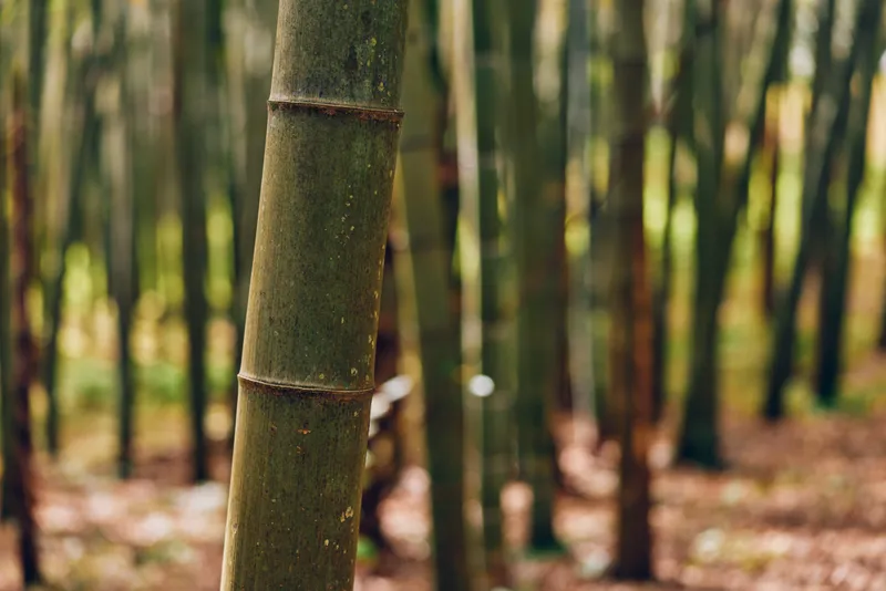 Bamboo forest trunks in a green grove closeup showing nature textures and vertical stalks and wood patterns, serene peaceful environment with sunlight filtering through leaves.