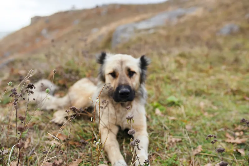 Уличная собака породы караках на фоне открытого пейзажа во время путешествия