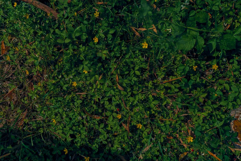 groundcover foliage with wildflowers, leaves and green plants covering forest floor, nature texture and grass carpet with yellow blossoms, closeup detail of outdoor botanical growth.