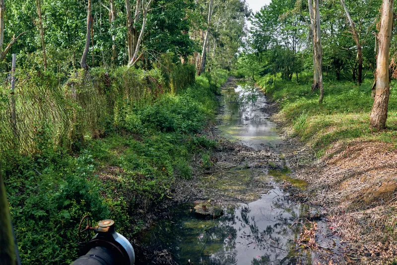 Stream in a forest creek and wetland with trees and lush vegetation, shallow water flowing past muddy banks and an old pipe in the foreground creating a rustic natural scene.