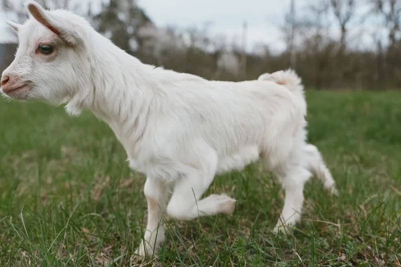 Young white baby goat walks on green grass in an outdoor natural environment during a cloudy day, showing its soft fur and curious expression in a lifestyle setting.