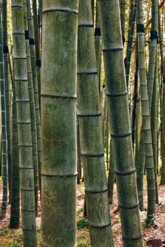 Bamboo forest trunks in green grove, closeup stalks and vertical stems create textured pattern of nature, a peaceful woodland scene with sunlight, shadow and mossy ground.