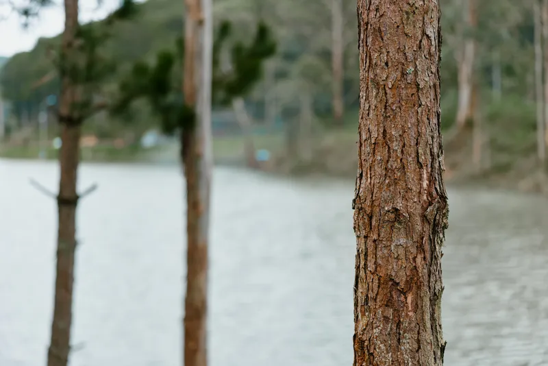 Close up of a tree trunk by a serene lake, showcasing nature s textures and tranquility for nature enthusiasts and outdoor lovers