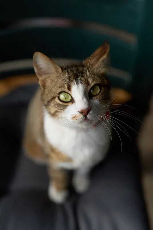 Close up of a curious domestic cat with tabby markings, green eyes and white chest, looking up in a cozy indoor space, soft lighting and a gentle, attentive expression