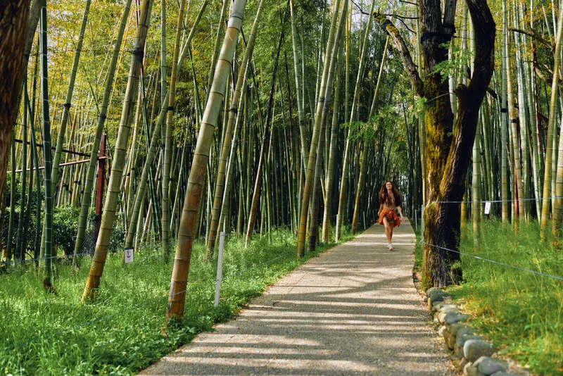 Bamboo path forest with woman walking along a shaded trail, nature walkway through tall trees and green grove, peaceful outdoor scene with sunlight and dappled shadows