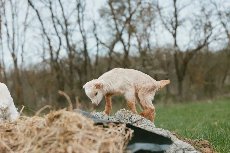 Goat kid exploring a rustic yard, stepping on straw and metal debris, calm rural scene, curious energy, natural light, outdoor animal lifestyle