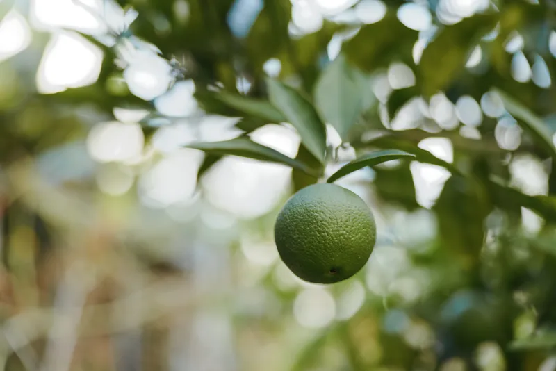Green citrus unripe orange lime fruit hanging as single fruit in closeup on a citrus tree with soft bokeh, organic orchard vibe, morning light, textured peel and natural green foliage.