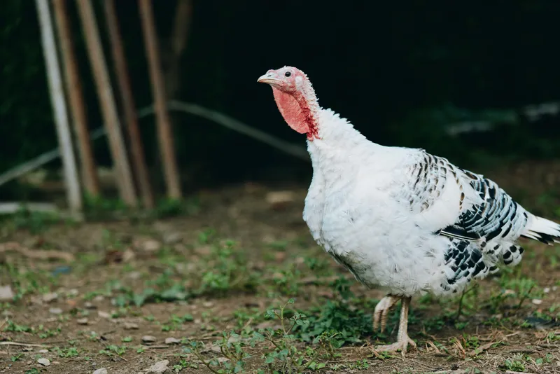 Turkey, bird, farm, poultry, domestic, walking, white, outdoor adult male turkey strutting in a rural yard with white plumage and red wattle, walking on dirt and green grass for livestock farming.