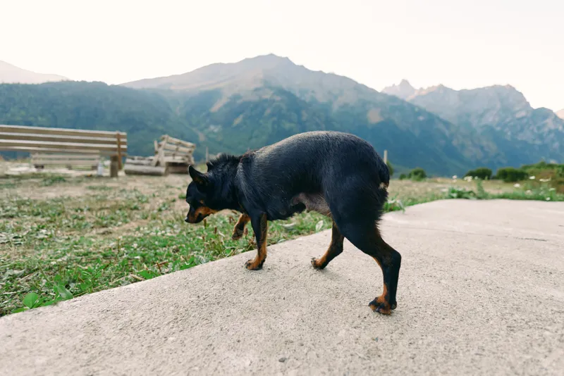 Dog small walking on concrete path near wooden bench with alpine mountain in background. Outdoor pet exploring meadow edge, countryside trail scene with natural light and calm atmosphere.