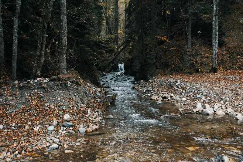 Осенний лес, природа, горы, река, свежий воздух, путешествия, туризм