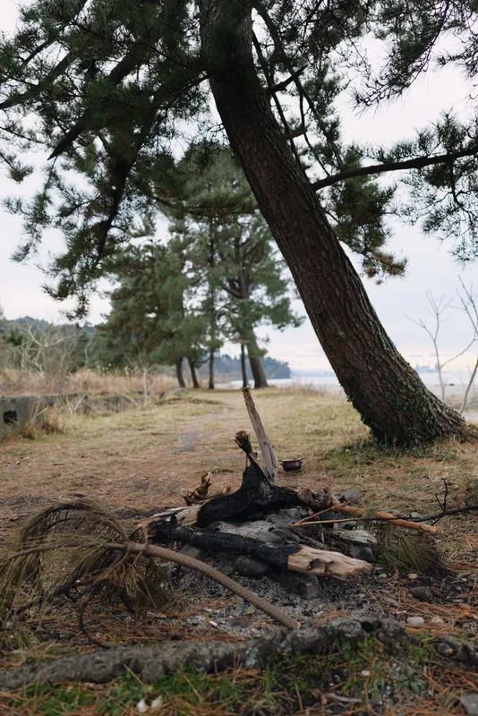 Lean pine trees by a tranquil lakeside with scattered fallen branches and a charred log in a quiet woodland landscape, capturing nature, weathered shore, and peaceful outdoor scenery near open water