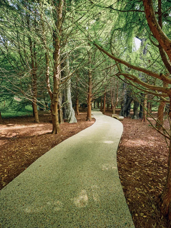 Path forest trees walkway trail nature along a curved gravel path winding through dense woodland canopy, dappled sunlight on fallen leaves and tranquil outdoor scenery for strolling.