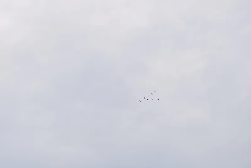Birds, flock, sky, flight, silhouettes, nature, freedom, horizon, calm, migration drift across a pale blue expanse, illustrating quiet movement and expansive space above