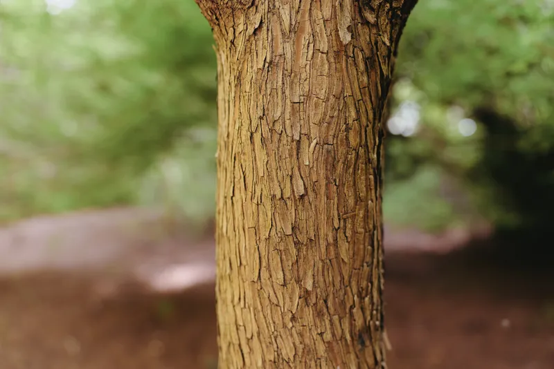 Tree bark trunk closeup in nature and forest, detailed wood texture and rough surface on tree, natural pattern and mossy brown tones with blurred green background and soft light.