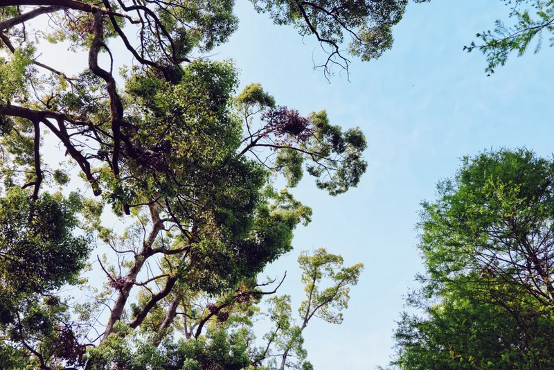 Trees treetops canopy sky foliage green branches forest framing bright blue sky with sunlight filtering through leaves, peaceful outdoor woodland scene and natural serene atmosphere.