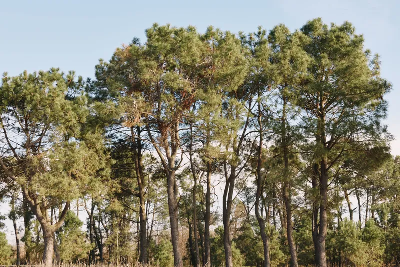 Pine trees rise over a sunlit forest, creating a tranquil woodland scene rich in nature, light, fresh air, and gentle morning calm