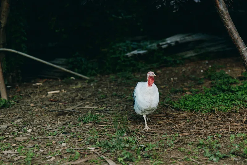 White turkey poultry farm bird walking outdoor in rural pasture, adult turkey with white plumage and red wattle foraging in shaded farmyard scene, curious calm expression for agriculture.