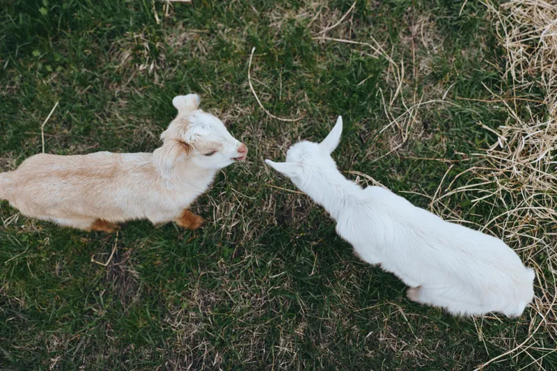 Goat kid pair outdoors, nose to nose interaction, sunlit pasture scene with grass, relaxed posture, natural colors, gentle curiosity, candid lifestyle moment among animals in nature