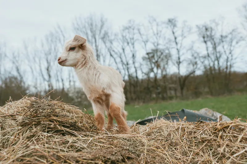 Goat kid stands on hay in a bright outdoors rural setting, capturing a simple farm lifestyle moment. A playful animal amid nature expresses countryside life and rustic calm in daily farm routines.