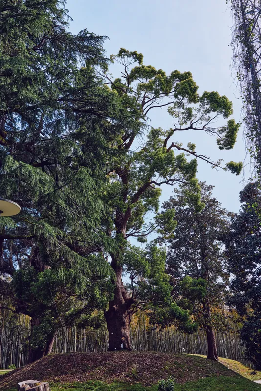 Tree, trees, forest, foliage, park, nature Large mature tree with textured trunk and dense green foliage in a quiet park setting, sunlit canopy against pale blue sky and grassy mound.