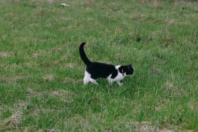 A black and white cat walks across a grassy field, exploring a sunlit outdoor space with curious ease. This candid moment highlights rural lifestyle, pet companionship, and simple nature immersion.