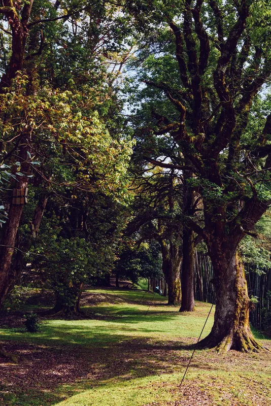 Trees park pathway forest nature sunlight grass trunks create a shaded tree-lined walkway in a quiet green park, dappled light on mossy roots and soft grassy ground beneath mature oaks.