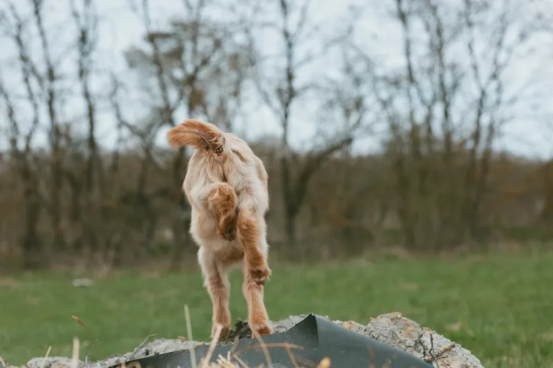 A playful goat kid balances on a broken surface in an open field, exploring the outdoors. Bright, natural light highlights its curious pose, capturing rustic lifestyle and the simple joy of farm