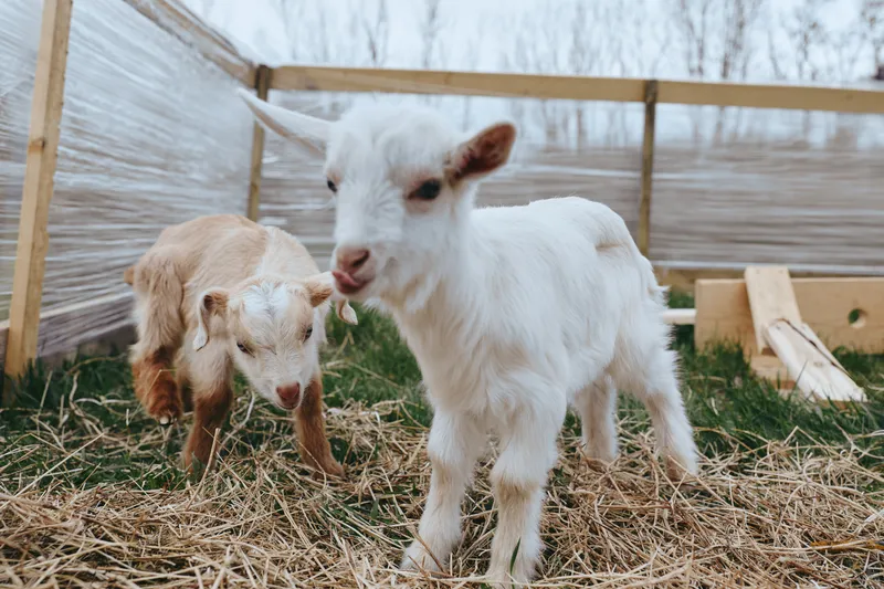 Two young goats explore a sunlit farm yard, one white and one brown, on straw beneath a simple fence. Lifestyle of rural farming, playful animals, and a gentle morning routine.