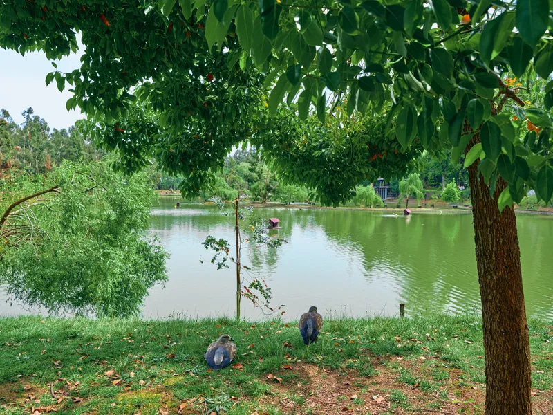 Ducks on grass by a serene lake under overhanging trees in a green park, birds resting near pond water with leafy foreground, peaceful nature scene and outdoor landscape.
