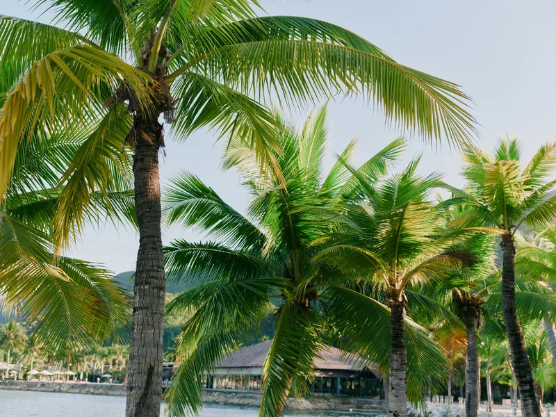 Tropical palm trees line a tranquil waterfront, their swaying fronds casting dappled shade under bright sun, creating a serene tropical scene of relaxation and escape.
