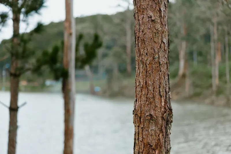Close up of a textured tree trunk by a serene lake in a green forest, showcasing nature s beauty and tranquility in a peaceful landscape