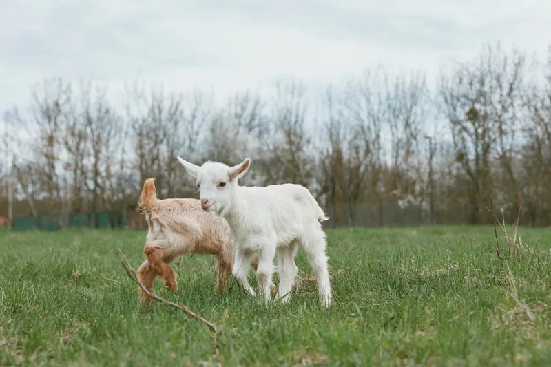 Playful goat kid pair in a sunny pasture, exploring grass and twigs, bright natural colors, carefree moment, rural setting, light breeze, open field, wholesome lifestyle, candid scene