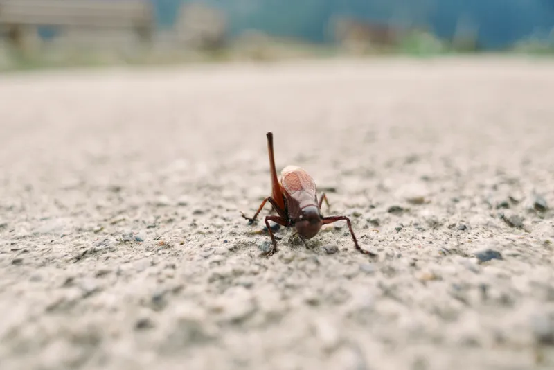 Grasshopper insect closeup antenna ground brown macro texture and detail of a small walking arthropod on concrete surface outdoors, natural portrait with shallow depth and blurred background