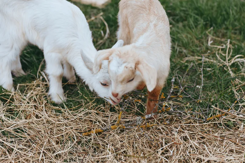 Goat kid pair grazing on straw in a sunny pasture, close up of their curious faces. Natural farm scene captures animals, nature, and gentle lifestyle with a warm, peaceful mood.