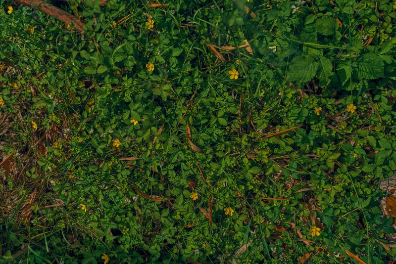 grass, leaves, green, clover, wildflowers, vegetation: dense ground cover with mixed foliage and small yellow blooms, closeup top view of natural meadow texture and vibrant summer growth.