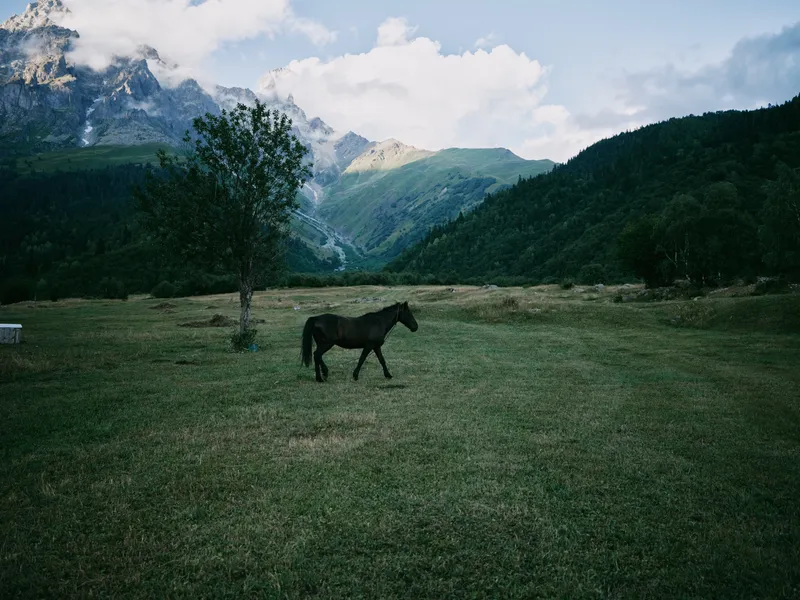 Horse grazing in a wide meadow framed by rolling hills and distant mountains, tranquil nature scene with open sky and lush grass, serene rural landscape