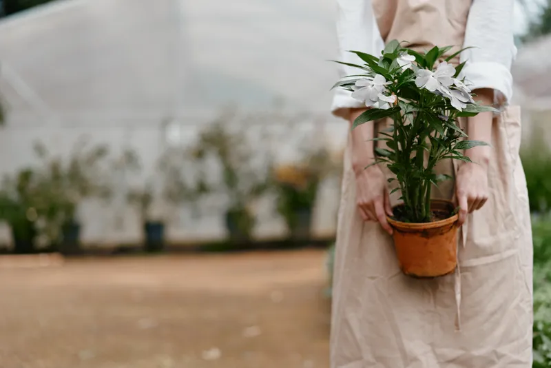 A woman in an apron holds a potted plant with white flowers in a garden, showcasing a serene gardening atmosphere with greenery in the background