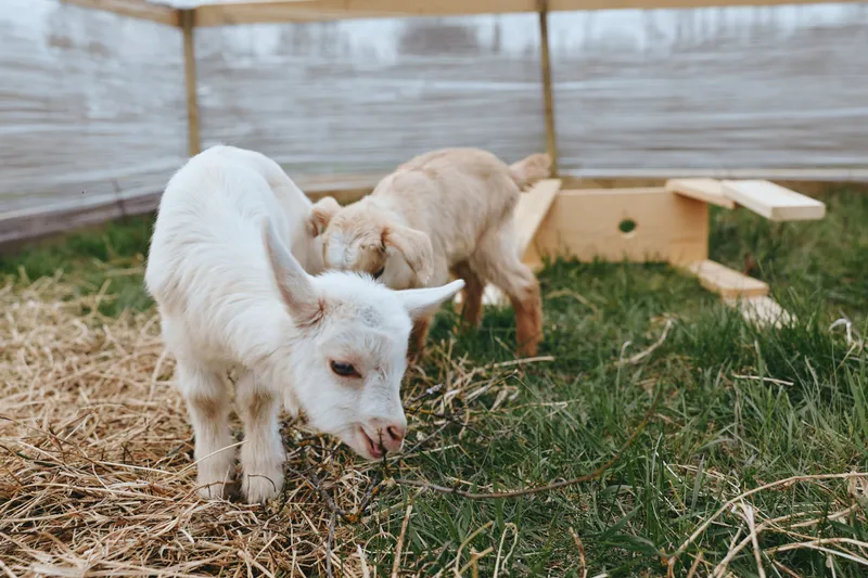 Goat kid outdoors, curious and playful in a sunlit yard, rustic shelter in the background, grassy ground and calm farm atmosphere, natural textures and a wholesome lifestyle scene